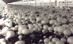 munirajmushroomsfarm.jpg