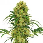 big-bud-regular-marijuana-seeds_2.jpg